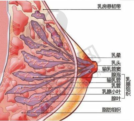 自体脂肪填充丰胸没问题吗？适应人群有这4类！附注意事项~