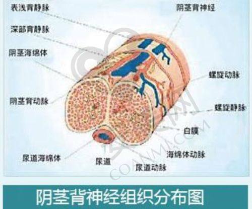 广州荔医异物取出能安心效率高解决哪些困扰？
