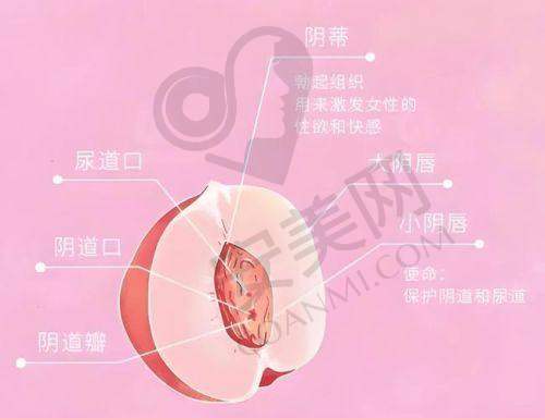 重庆军美女性私密整形技术特色是什么？