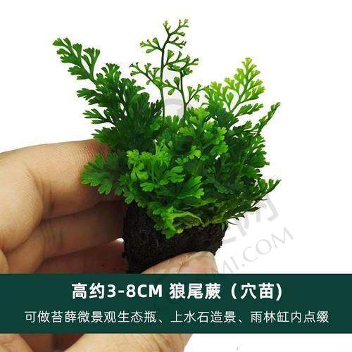 种植牙手术过程疼不疼？
