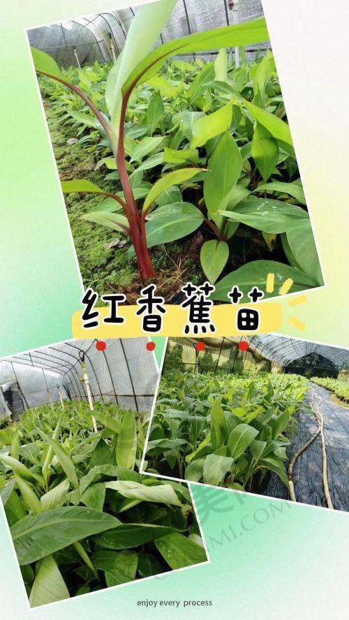 运城美瑞臣口腔单颗种植牙就诊体验：技术靠谱效果棒，重获好牙开启美食自由！ 