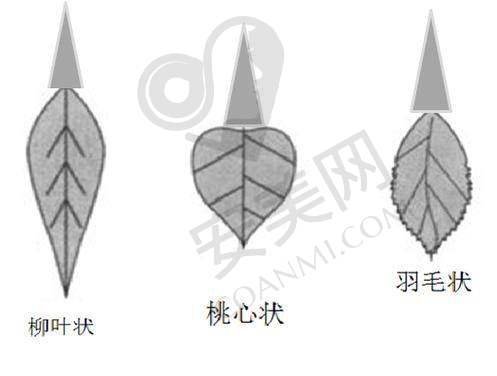 小阴唇整形手术过程是怎样的？