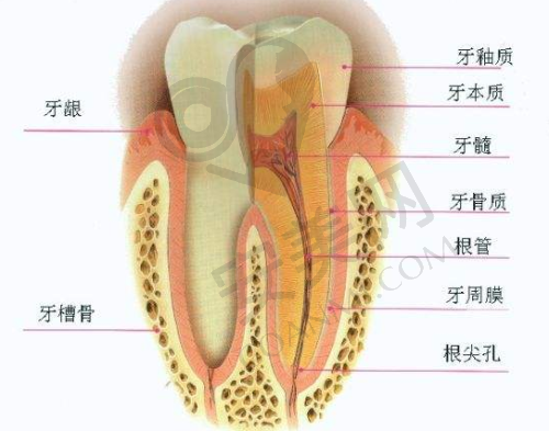 刮治：深入清理牙周袋