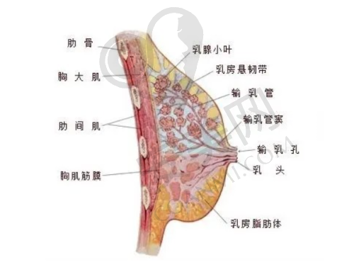 项目特色：武汉美莱和艺星各有什么独特之处？